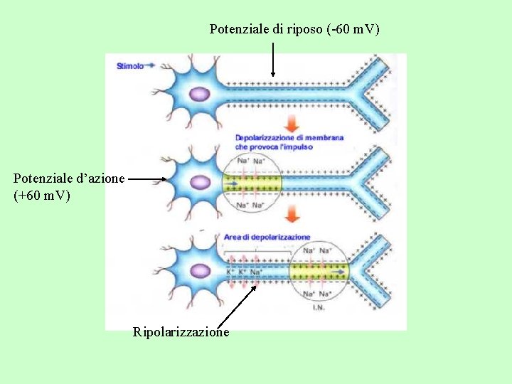 Potenziale di riposo (-60 m. V) Potenziale d’azione (+60 m. V) Ripolarizzazione Potenziale di riposo (-60 m. V) Potenziale d’azione (+60 m. V) Ripolarizzazione