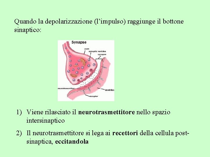 Quando la depolarizzazione (l’impulso) raggiunge il bottone sinaptico: 1) Viene rilasciato il neurotrasmettitore nello