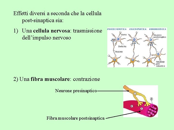 Effetti diversi a seconda che la cellula post-sinaptica sia: 1) Una cellula nervosa: trasmissione
