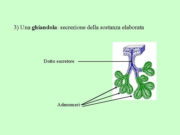 3) Una ghiandola: secrezione della sostanza elaborata Dotto escretore Adenomeri 