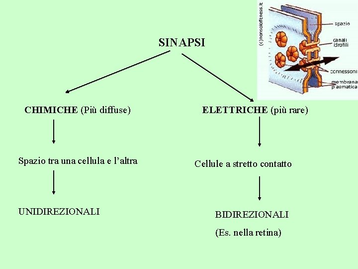 SINAPSI CHIMICHE (Più diffuse) Spazio tra una cellula e l’altra UNIDIREZIONALI ELETTRICHE (più rare)