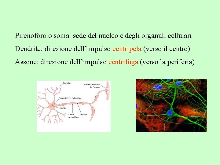 Pirenoforo o soma: sede del nucleo e degli organuli cellulari Dendrite: direzione dell’impulso centripeta