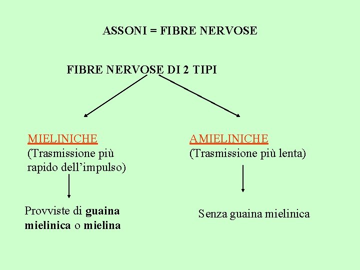 ASSONI = FIBRE NERVOSE DI 2 TIPI MIELINICHE (Trasmissione più rapido dell’impulso) Provviste di ASSONI = FIBRE NERVOSE DI 2 TIPI MIELINICHE (Trasmissione più rapido dell’impulso) Provviste di