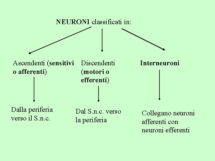 NEURONI classificati in: Ascendenti (sensitivi Discendenti o afferenti) (motori o efferenti) Interneuroni Dalla periferia NEURONI classificati in: Ascendenti (sensitivi Discendenti o afferenti) (motori o efferenti) Interneuroni Dalla periferia