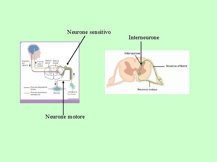 Neurone sensitivo Neurone motore Interneurone Neurone sensitivo Neurone motore Interneurone