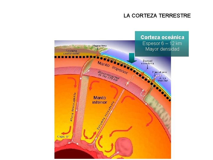 LA CORTEZA TERRESTRE Corteza oceánica Espesor 6 – 12 km Mayor densidad 