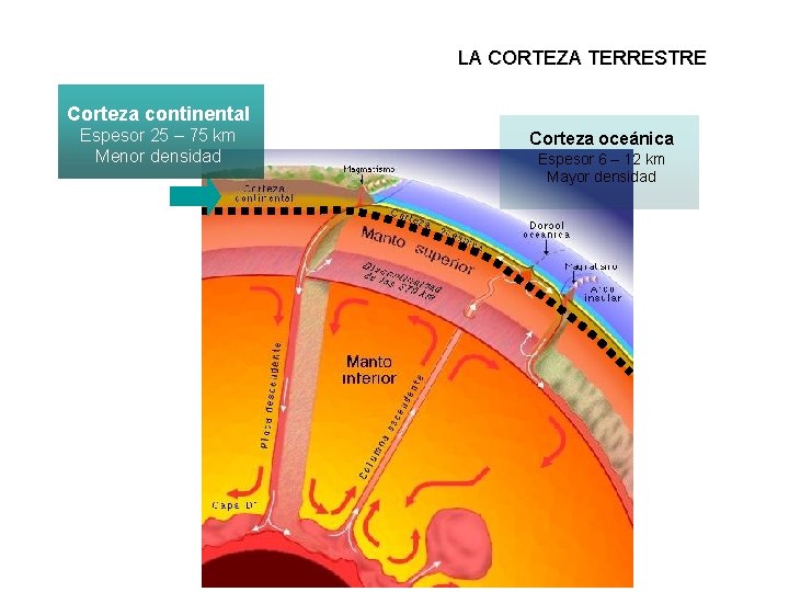 LA CORTEZA TERRESTRE Corteza continental Espesor 25 – 75 km Menor densidad Corteza oceánica