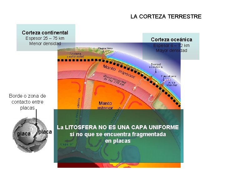 LA CORTEZA TERRESTRE Corteza continental Espesor 25 – 75 km Menor densidad Corteza oceánica