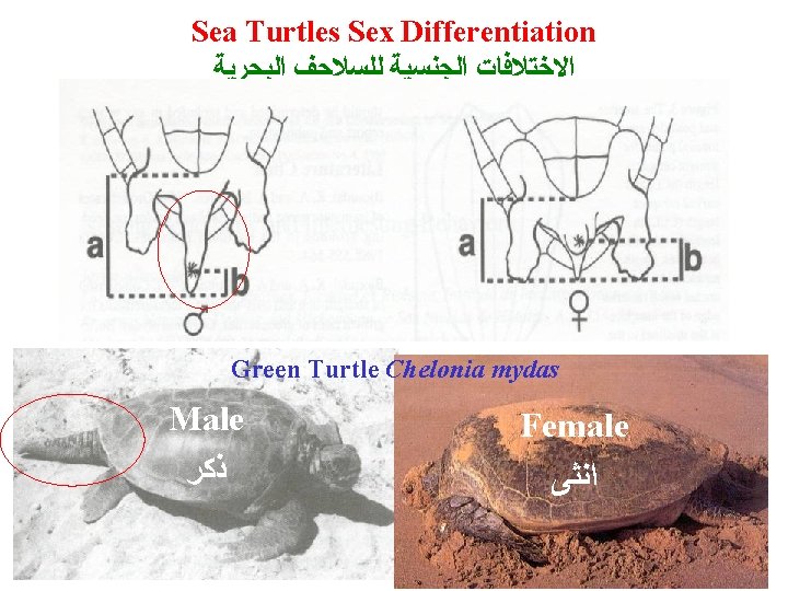 Sea Turtles Sex Differentiation ﺍﻻﺧﺘﻼﻓﺎﺕ ﺍﻟﺠﻨﺴﻴﺔ ﻟﻠﺴﻼﺣﻒ ﺍﻟﺒﺤﺮﻳﺔ Green Turtle Chelonia mydas Male Female