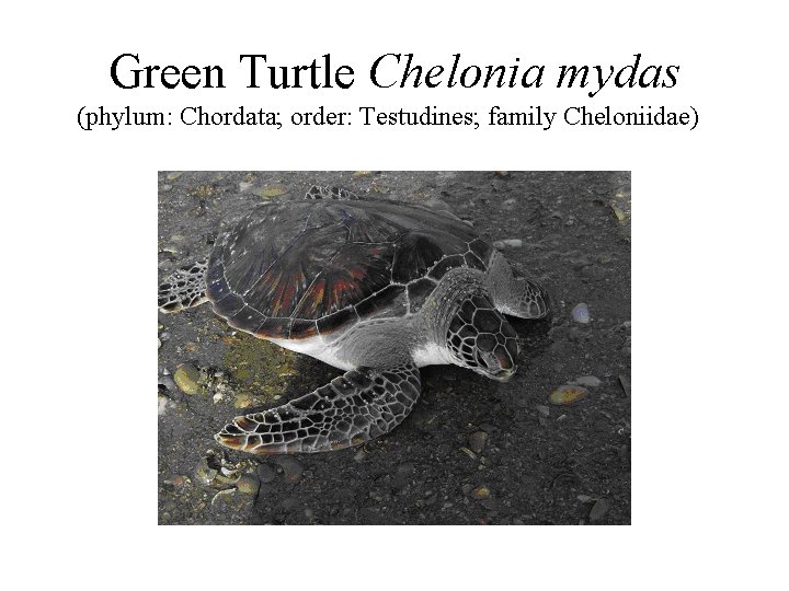 Green Turtle Chelonia mydas (phylum: Chordata; order: Testudines; family Cheloniidae) 