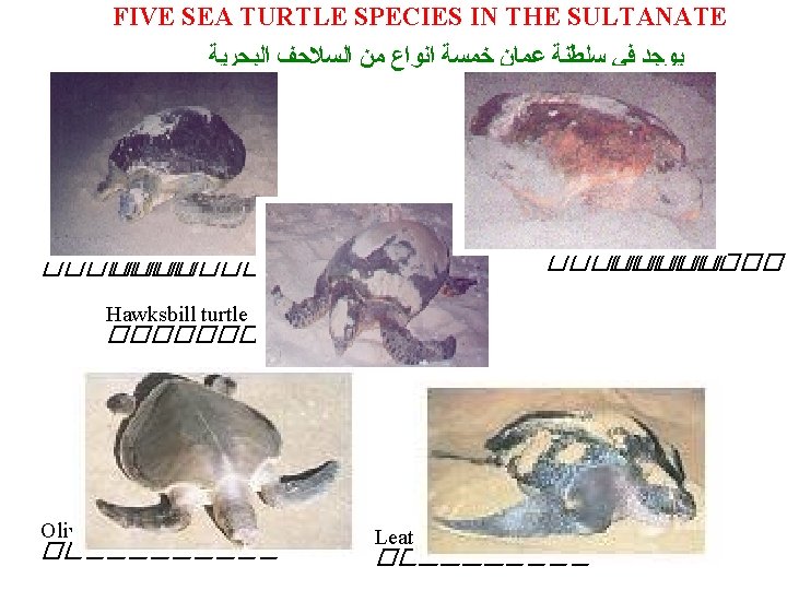 FIVE SEA TURTLE SPECIES IN THE SULTANATE ﻳﻮﺟﺪ ﻓﻲ ﺳﻠﻄﻨﺔ ﻋﻤﺎﻥ ﺧﻤﺴﺔ ﺍﻧﻮﺍﻉ ﻣﻦ