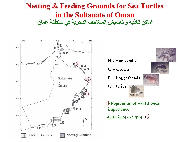 Nesting & Feeding Grounds for Sea Turtles in the Sultanate of Oman ﺍﻣﺎﻛﻦ ﺗﻐﺬﻳﺔ