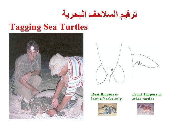  ﺗﺮﻗﻴﻢ ﺍﻟﺴﻼﺣﻒ ﺍﻟﺒﺤﺮﻳﺔ Tagging Sea Turtles Rear flippers in leatherbacks only Front flippers