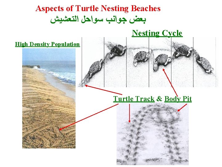 Aspects of Turtle Nesting Beaches ﺑﻌﺾ ﺟﻮﺍﻧﺐ ﺳﻮﺍﺣﻞ ﺍﻟﺘﻌﺸﻴﺶ Nesting Cycle High Density Population