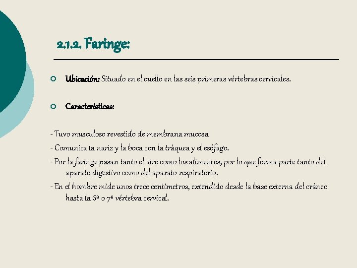 2. 1. 2. Faringe: ¡ Ubicación: Situado en el cuello en las seis primeras