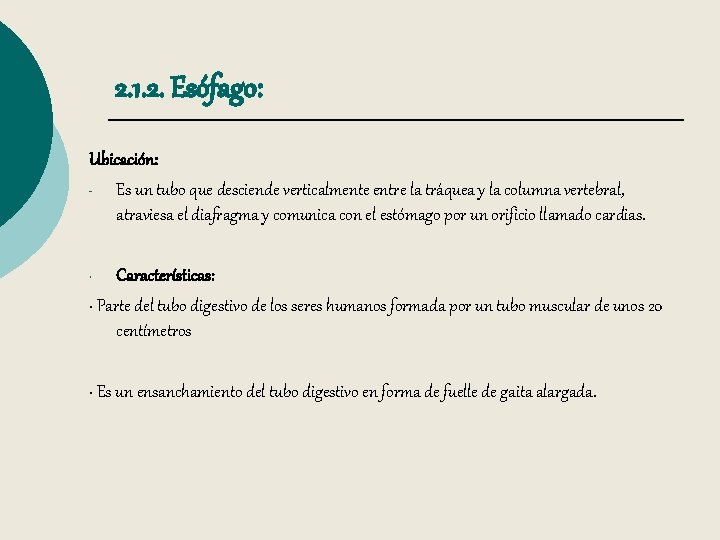 2. 1. 2. Esófago: Ubicación: Es un tubo que desciende verticalmente entre la tráquea
