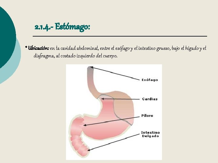 2. 1. 4. - Estómago: * Ubicación: en la cavidad abdominal, entre el esófago