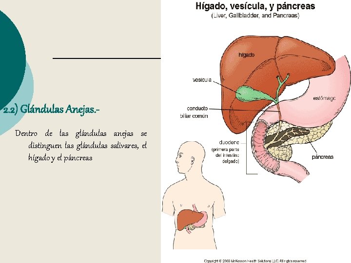 2. 2) Glándulas Anejas. Dentro de las glándulas anejas se distinguen las glándulas salivares,