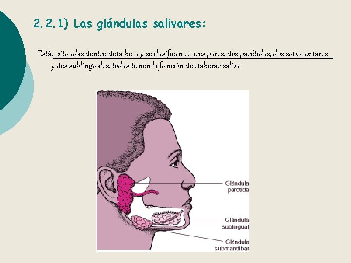 2. 2. 1) Las glándulas salivares: Están situadas dentro de la boca y se
