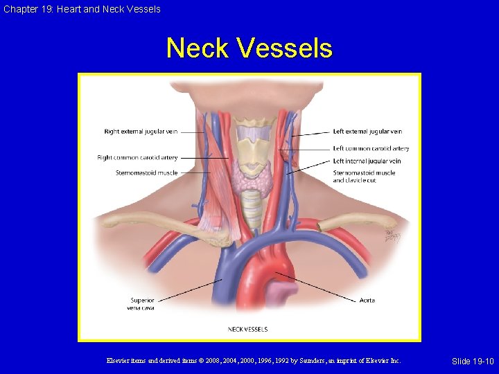 Chapter 19: Heart and Neck Vessels Elsevier items and derived items © 2008, 2004, Chapter 19: Heart and Neck Vessels Elsevier items and derived items © 2008, 2004,
