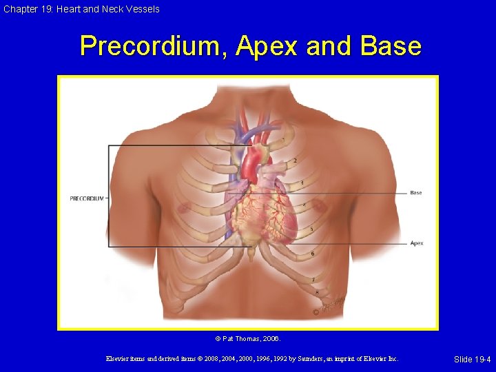 Chapter 19: Heart and Neck Vessels Precordium, Apex and Base © Pat Thomas, 2006. Chapter 19: Heart and Neck Vessels Precordium, Apex and Base © Pat Thomas, 2006.