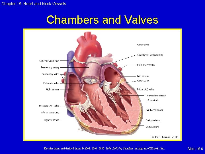 Chapter 19: Heart and Neck Vessels Chambers and Valves © Pat Thomas, 2006. Elsevier Chapter 19: Heart and Neck Vessels Chambers and Valves © Pat Thomas, 2006. Elsevier