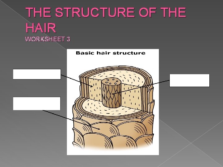 THE STRUCTURE OF THE HAIR WORKSHEET 3 