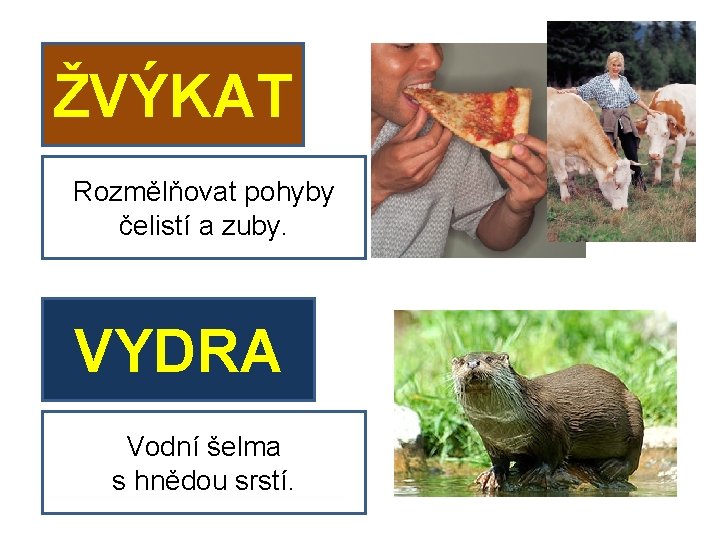 ŽVÝKAT Rozmělňovat pohyby čelistí a zuby. VYDRA Vodní šelma s hnědou srstí. 