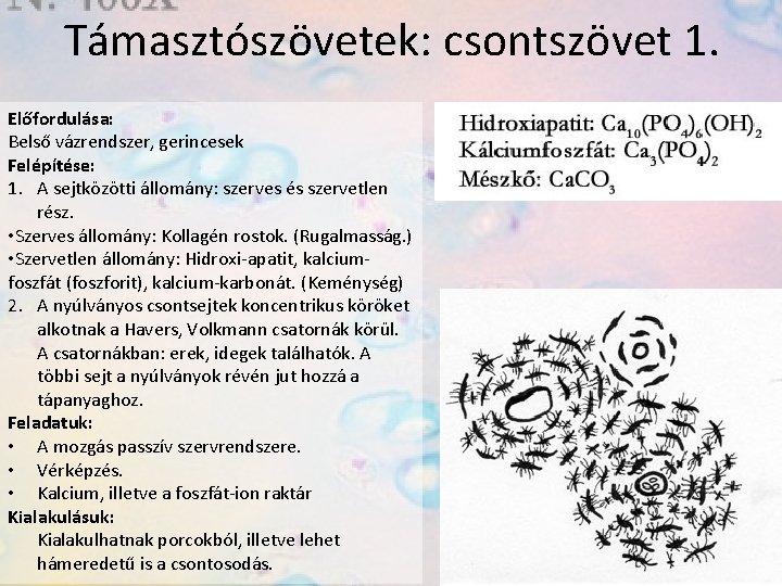 Támasztószövetek: csontszövet 1. Előfordulása: Belső vázrendszer, gerincesek Felépítése: 1. A sejtközötti állomány: szerves és