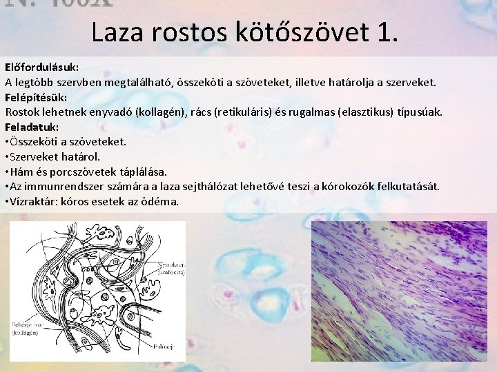 Laza rostos kötőszövet 1. Előfordulásuk: A legtöbb szervben megtalálható, összeköti a szöveteket, illetve határolja