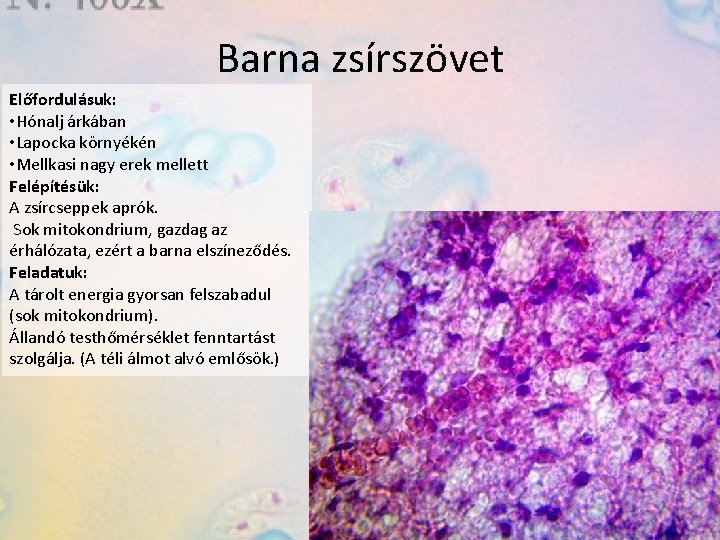 Barna zsírszövet Előfordulásuk: • Hónalj árkában • Lapocka környékén • Mellkasi nagy erek mellett