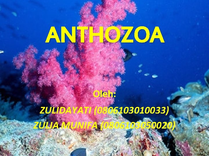 ANTHOZOA Oleh: ZULIDAYATI (0806103010033) ZULIA MUNIFA (0806103050020) 