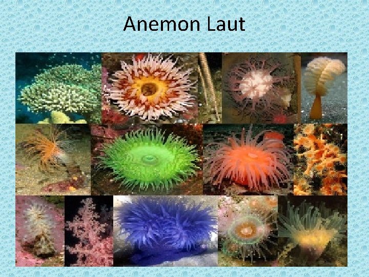Anemon Laut 