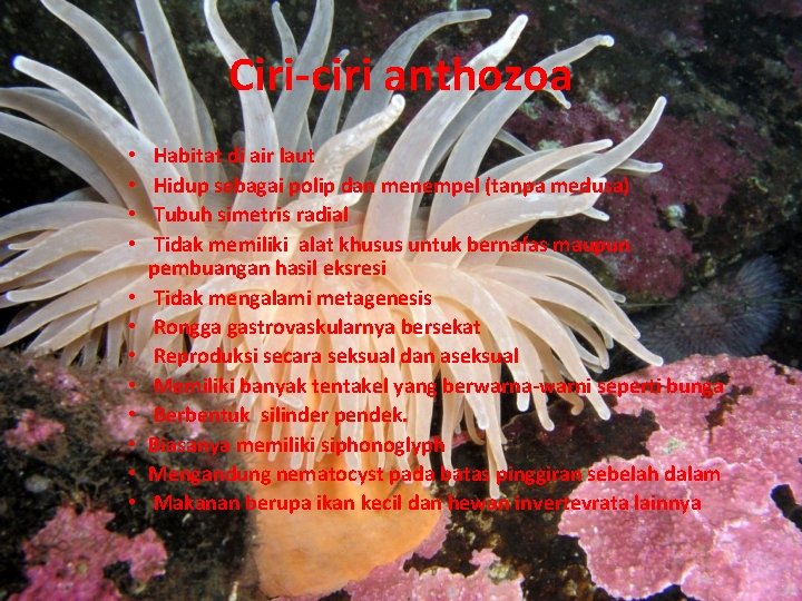 Ciri-ciri anthozoa • • • Habitat di air laut Hidup sebagai polip dan menempel