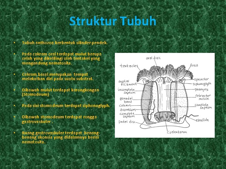 Struktur Tubuh • Tubuh anthozoa berbentuk silinder pendek. • Pada cakram oral terdapat mulut