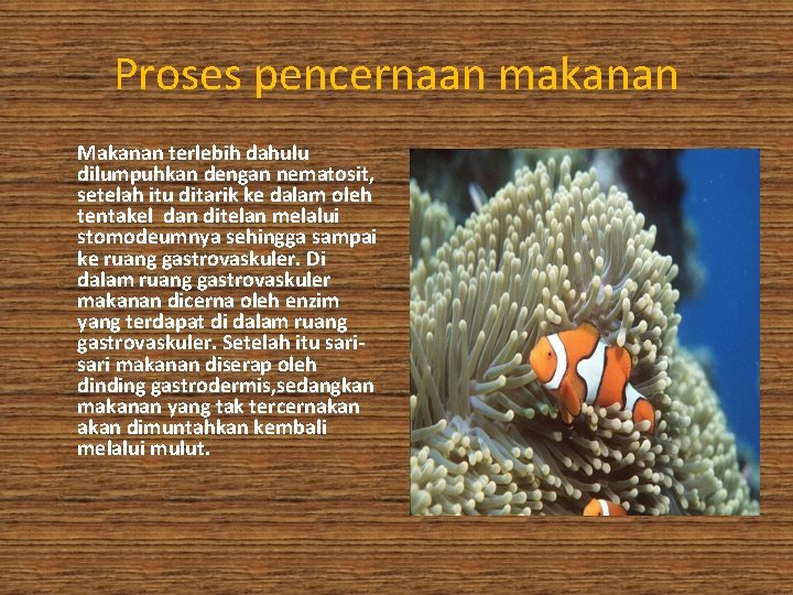 Proses pencernaan makanan Makanan terlebih dahulu dilumpuhkan dengan nematosit, setelah itu ditarik ke dalam