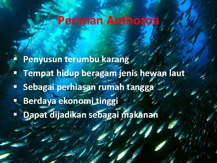 Peranan Anthozoa § § § Penyusun terumbu karang Tempat hidup beragam jenis hewan laut