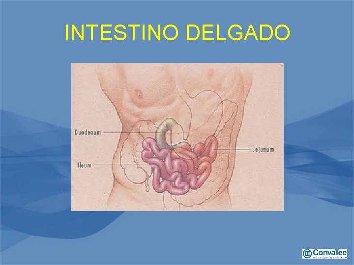 INTESTINO DELGADO 