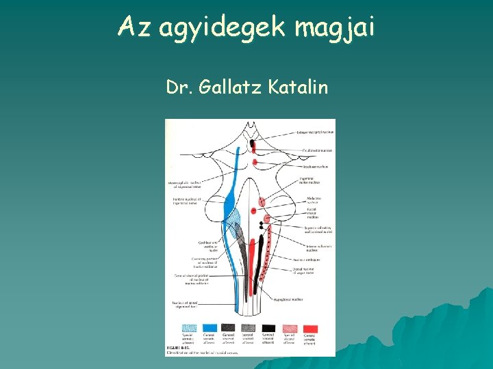 Az agyidegek magjai Dr. Gallatz Katalin 