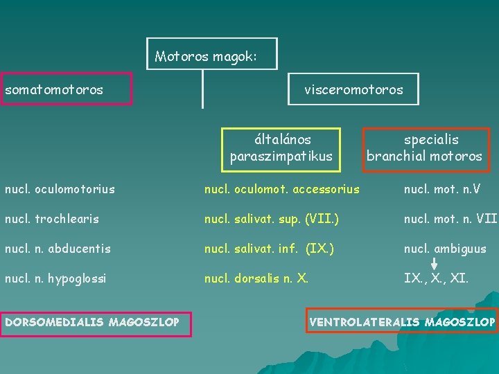 Motoros magok: somatomotoros visceromotoros általános paraszimpatikus specialis branchial motoros nucl. oculomotorius nucl. oculomot. accessorius