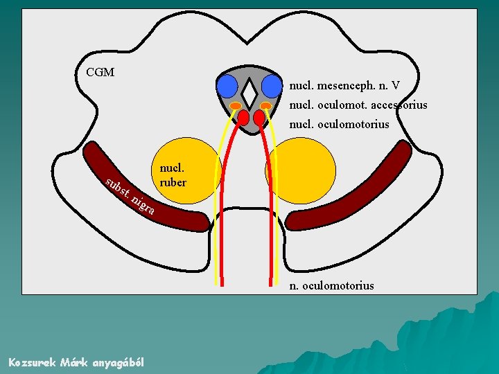 CGM nucl. mesenceph. n. V nucl. oculomot. accessorius nucl. oculomotorius sub st. nucl. ruber