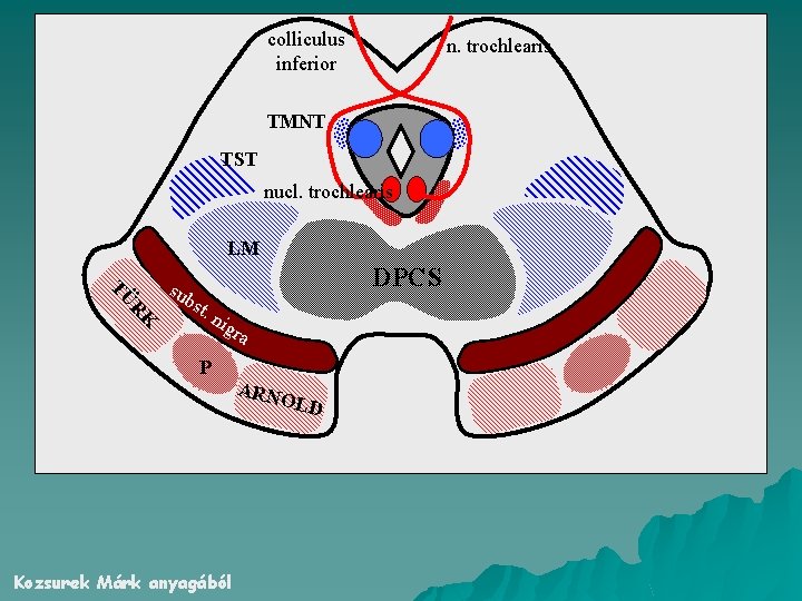 colliculus inferior n. trochlearis TMNT TST nucl. trochlearis LM K R TÜ sub st.