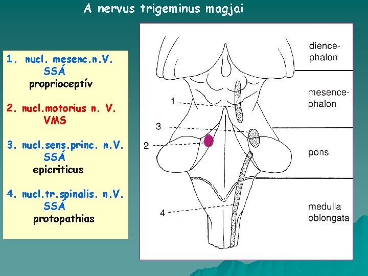 A nervus trigeminus magjai 1. nucl. mesenc. n. V. SSÁ proprioceptív 2. nucl. motorius