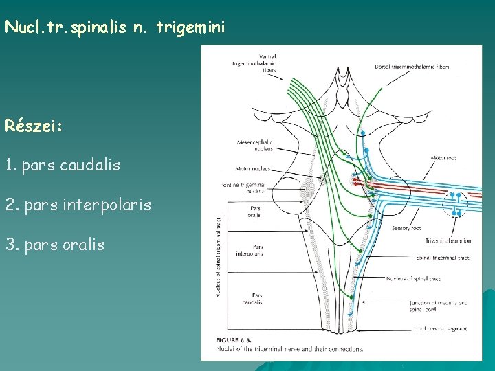 Nucl. tr. spinalis n. trigemini Részei: 1. pars caudalis 2. pars interpolaris 3. pars