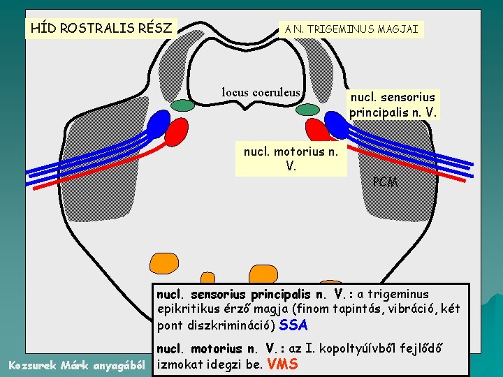 HÍD ROSTRALIS RÉSZ A N. TRIGEMINUS MAGJAI locus coeruleus h nucl. motorius n. V.