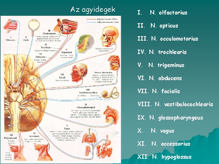 Az agyidegek I. N. olfactorius II. N. opticus III. N. occulomotorius IV. N. trochlearis