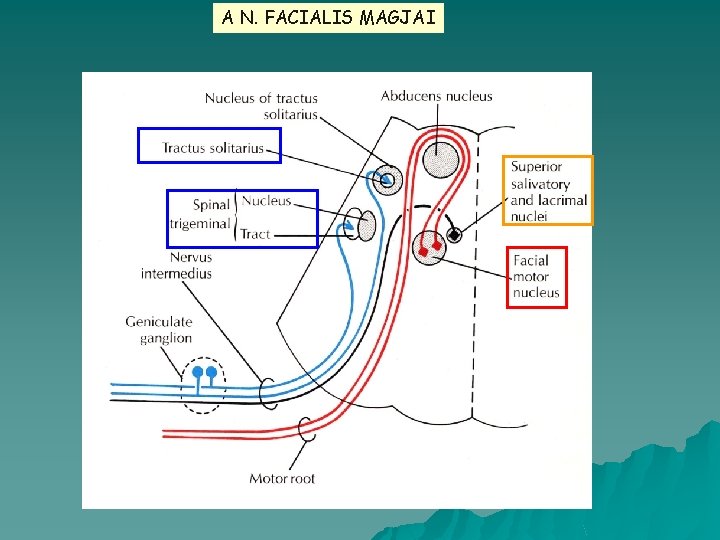 A N. FACIALIS MAGJAI 