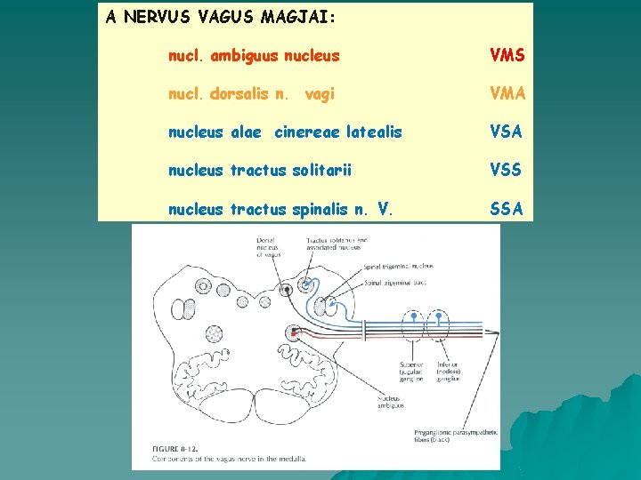 A NERVUS VAGUS MAGJAI: nucl. ambiguus nucleus VMS nucl. dorsalis n. vagi VMA nucleus