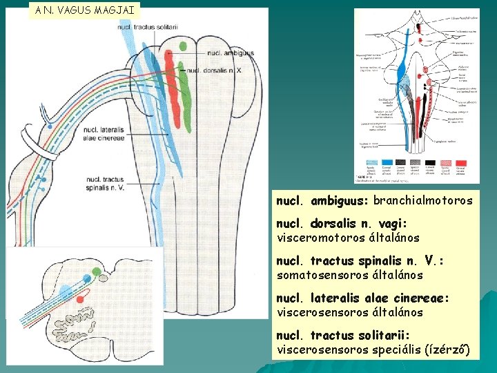 A N. VAGUS MAGJAI nucl. ambiguus: branchialmotoros nucl. dorsalis n. vagi: visceromotoros általános nucl.
