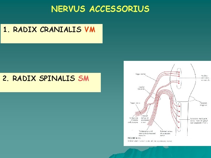 NERVUS ACCESSORIUS 1. RADIX CRANIALIS VM 2. RADIX SPINALIS SM 